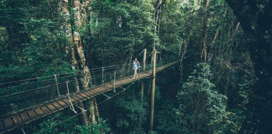 Lamington National Park – Box Forest Circuit (QLD)