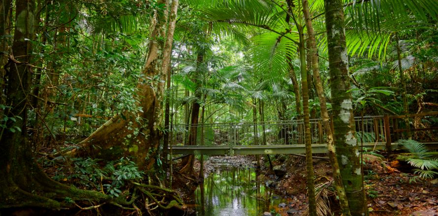 Daintree Rainforest & Cape Tribulation