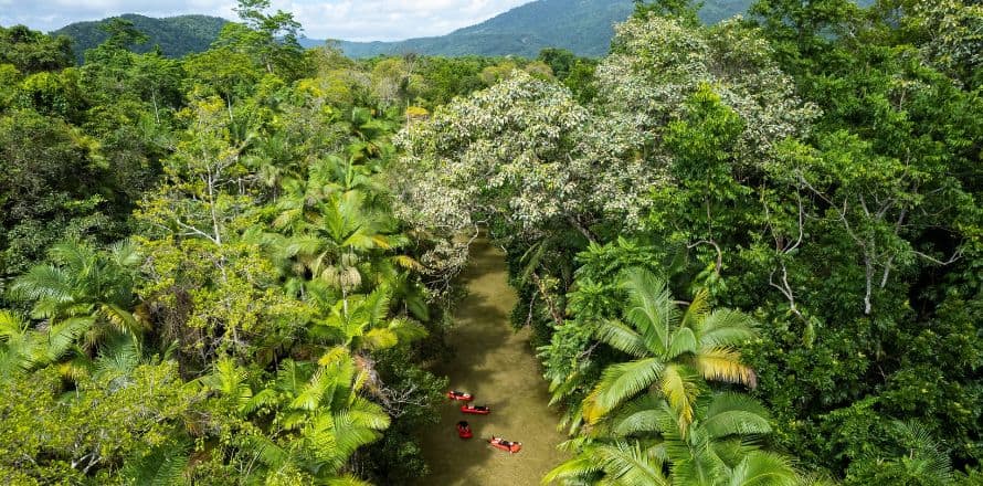 Daintree Rainforest (But Stick to the Main Roads!)