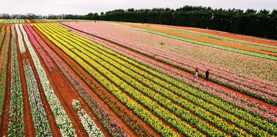 Table Cape Tulip Farm