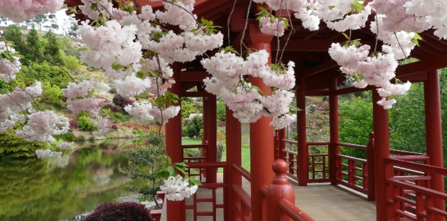 Cherry Blossoms