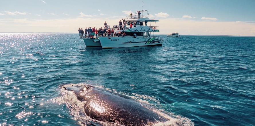 Whale watching tour