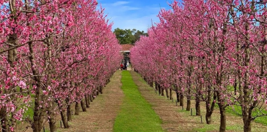 Blossom festival