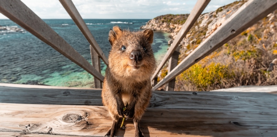 Quokka on Rottnest Island