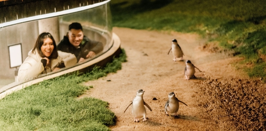 Penguin Parade at Phillip Island