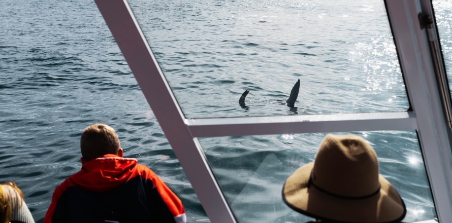 Whale watching cruise in Merimbula