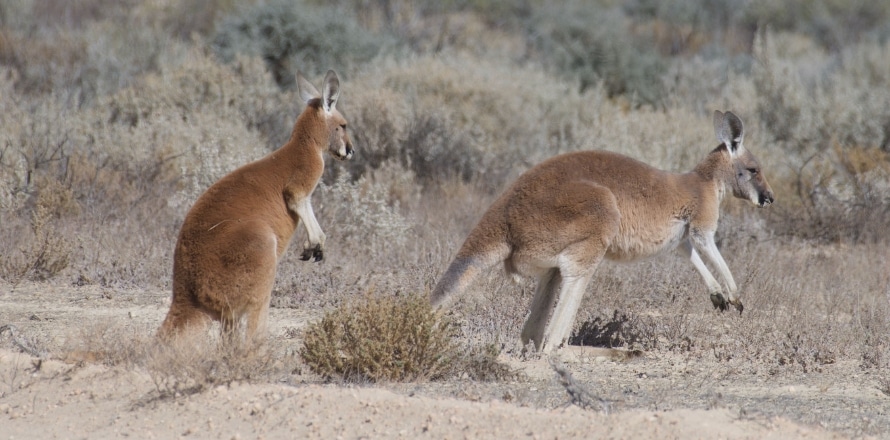 Kangaroo