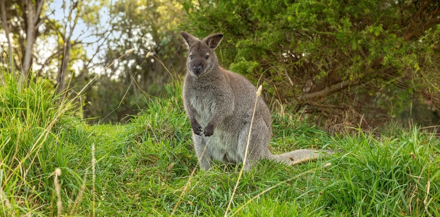 Wallaby