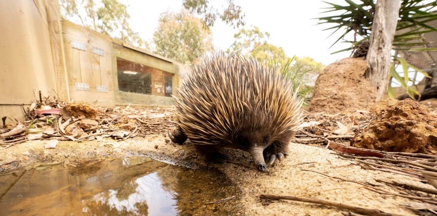 Echidna