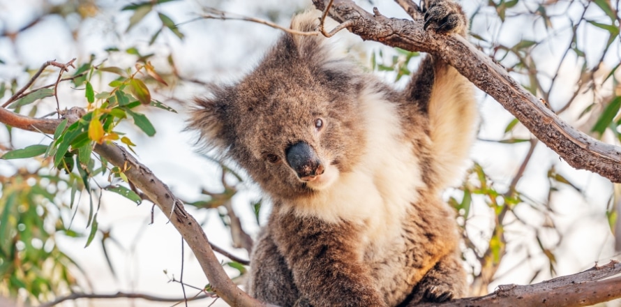 Koala