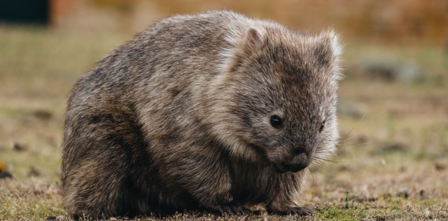 Wombat