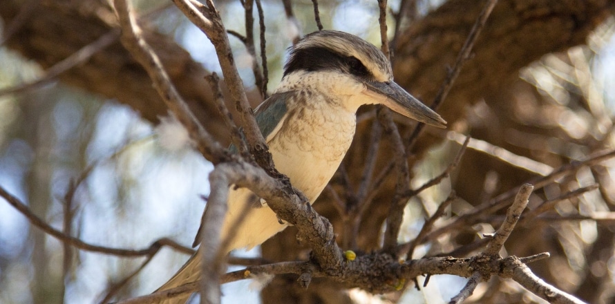 Kookaburra