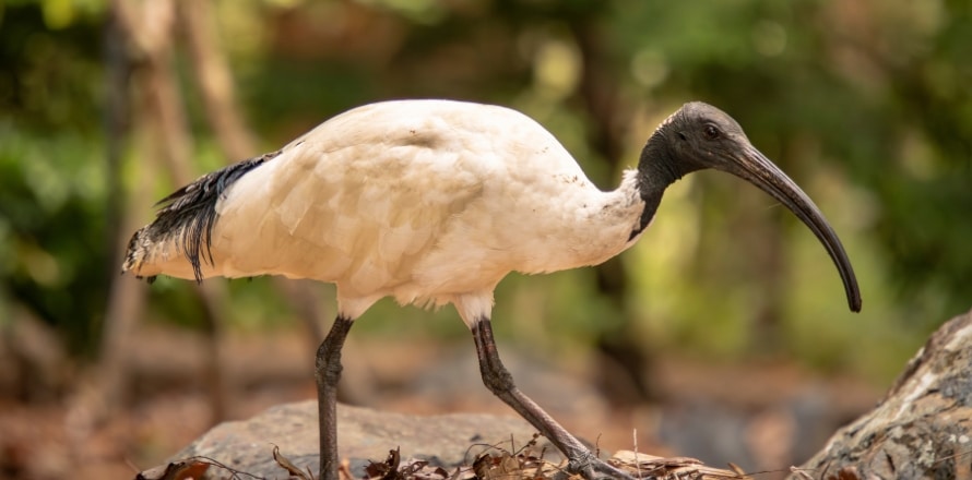 White Ibis