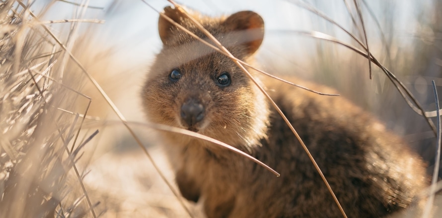 Quokka