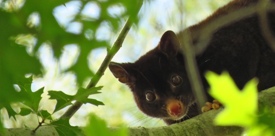 Possum