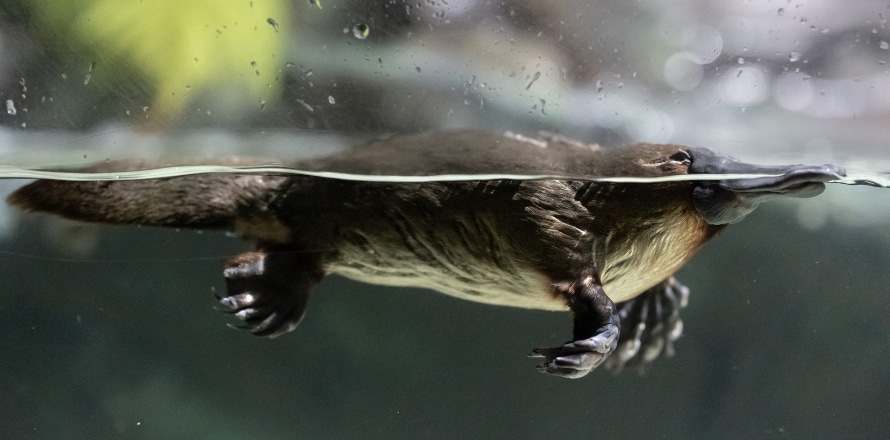 Platypus