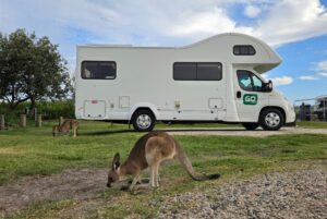 Australian native animals you can see on your campervan journey