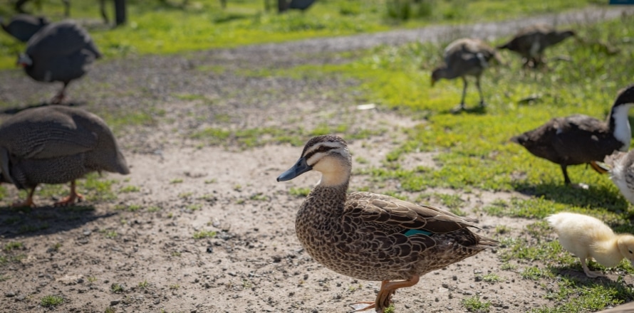 Puddleduck